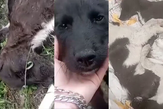 Azərbaycanda itləri kütləvi şəkildə güllələdilər - VİDEO