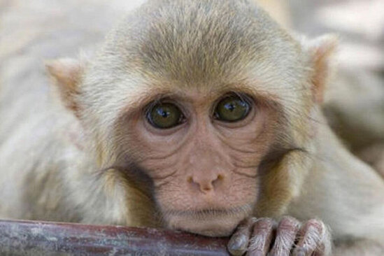 Meymunçiçəyinə qarşı tədbir: Şəhərlərə meymun gətirilməsinə qadağa qoyuldu