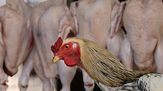 Azərbaycanda daha üç ölkəyə quşçuluq məhsulları ilə bağlı QADAĞA