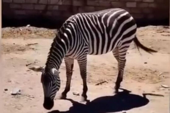 Bakıda 22 min manata zebra satılır - VİDEO