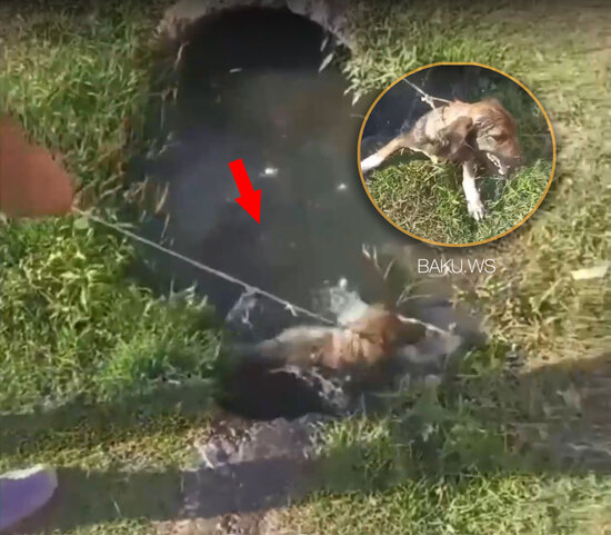 Ağcabədidə iti gölməçəyə salaraq işgəncə verdilər - VİDEO