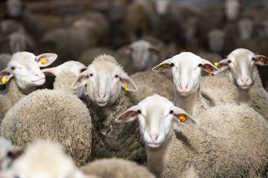 Azərbaycanda qurbanlıq heyvanların satış ünvanları açıqlanıb - SİYAHI