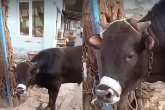 Sumqayıtda qəssab heyvanın ağzını bağlayaraq suya həsrət qoydu - VİDEO