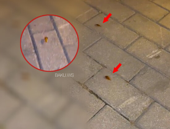 Bakı bulvarını indi də tarakanlar basıb - VİDEO