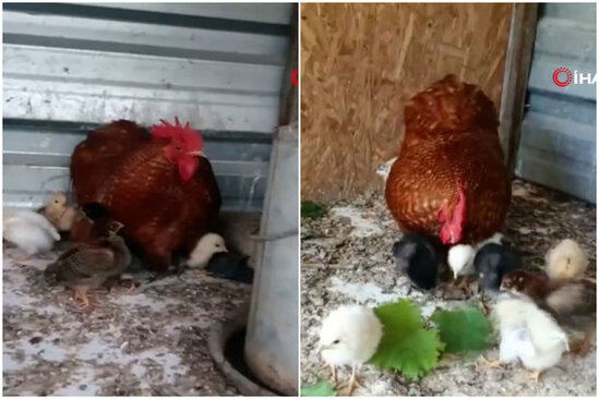 Xoruz ölən toyuğun cücələrinə analıq edir - VİDEO