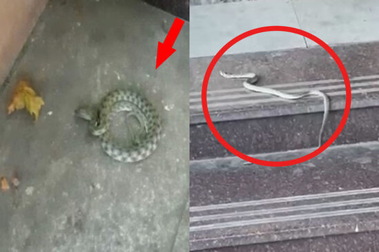 Şəhərin mərkəzində peyda olan ilanlara qurumlar yaxın durmur - VİDEO