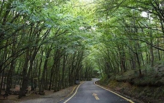 Türkiyədə meşələrə giriş qadağan olundu