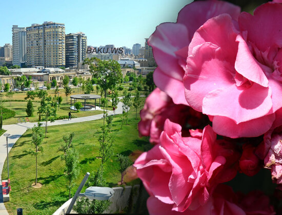 DİQQƏT! Uşaqlarımızı zəhərləyib öldürən bu bitki Bakı küçələrindədir - FOTO