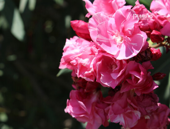 DİQQƏT! Uşaqlarımızı zəhərləyib öldürən bu bitki Bakı küçələrindədir - FOTO