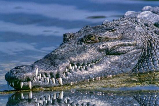 İndoneziyada timsah balıq tutan yeniyetmənin başını qoparıb