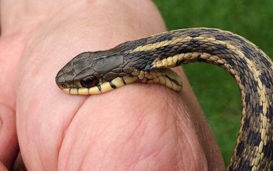 İlan sancması zamanı ilkin yardım necə olmalıdır?