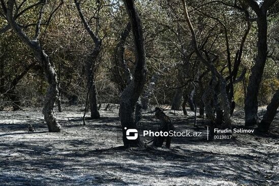 Şabranın güclü meşə yanğınlarının baş verdiyi Xəlfələr, Dağbilici və Zöhramlı kəndləri - FOTO