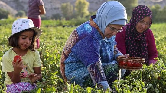 Əminə Ərdoğan pomidor yığımında iştirak etdi - FOTO