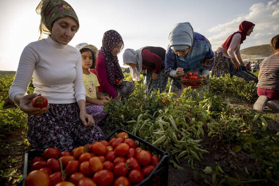 Əminə Ərdoğan pomidor yığımında iştirak etdi - FOTO