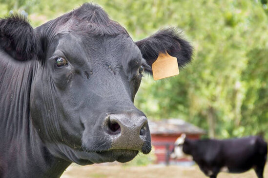 İnək sürüsü vegetarianı tapdalayaraq öldürdü