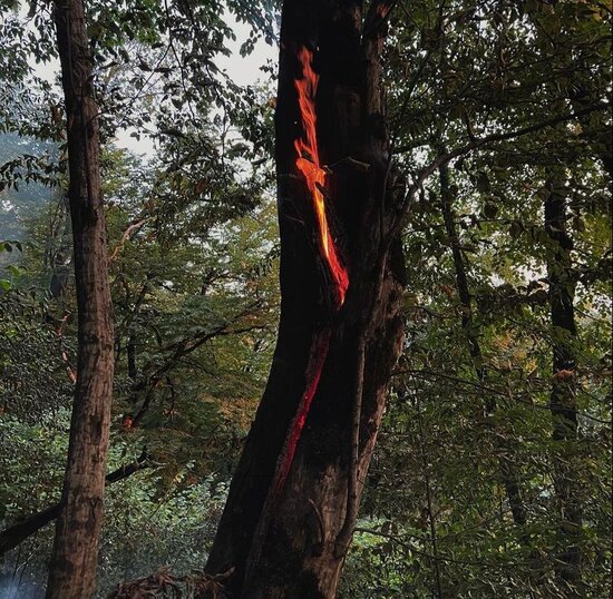 Yanğın Zaqatala təbiətini belə dəyişdi-MÜƏLLİFİN GÖZÜNDƏN