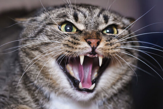 İki min adamı pişik dişləyib