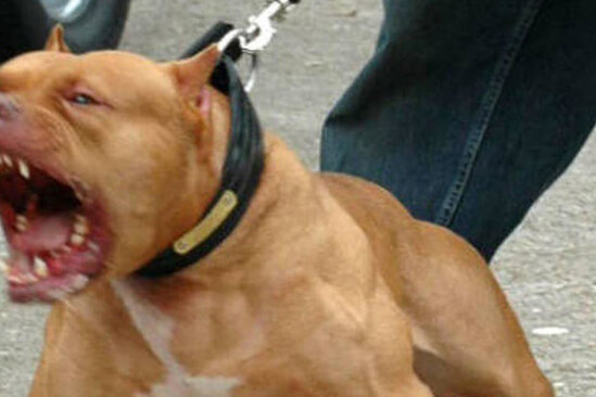 Azərbaycanda polisin üzərinə pitbul qısqırdan şəxslər həbs edildilər