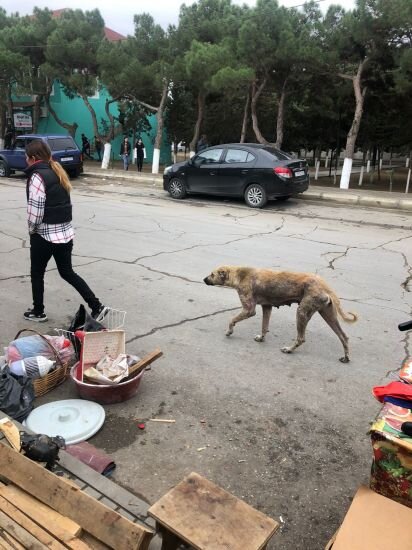 ŞİKAYƏT: Mehdiabadda bələdiyyə binasının yaxınlığı zibil poliqonuna çevrilib, sahibsiz itlər insanlara hücum edir - FOTO
