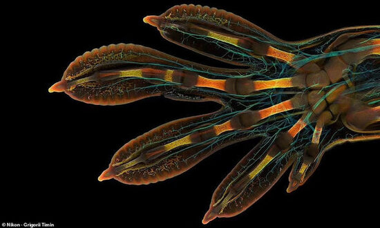 Onu hər birimiz tanıyırıq, amma ilk dəfədir belə görürük - FOTO