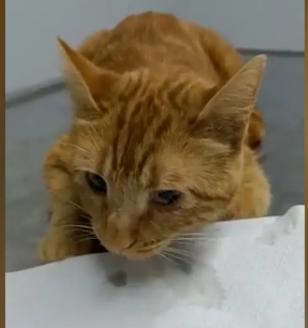 Narkozun təsiri altında olan pişik problemini izah etməyə çalışıb