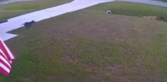 Ev iti uşağı küçə itlərindən xilas etdi