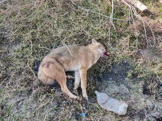 Çaqqalların hücum etdiyi 43 yaşlı kişi ölüb - FOTO