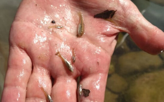 Ermənistanın Oxçuçayı çirkləndirməsi ilə bağlı sənədlər Baş Prokurorluğa təqdim olunub