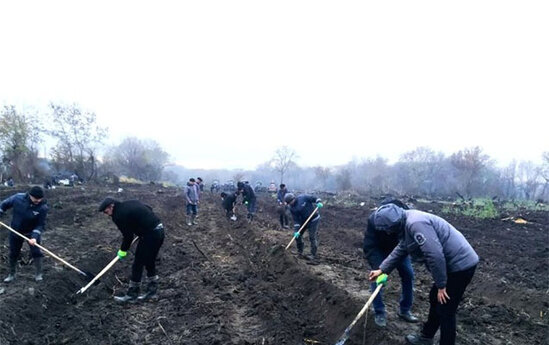 Meşə fondu torpaqlarında 23 mindən çox ağac əkildi