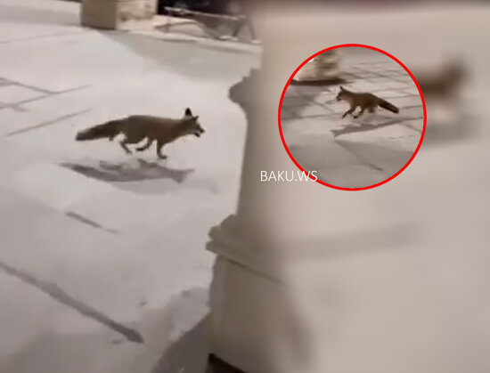 "28 May" stansiyası yaxınlığında tülkü - VİDEO