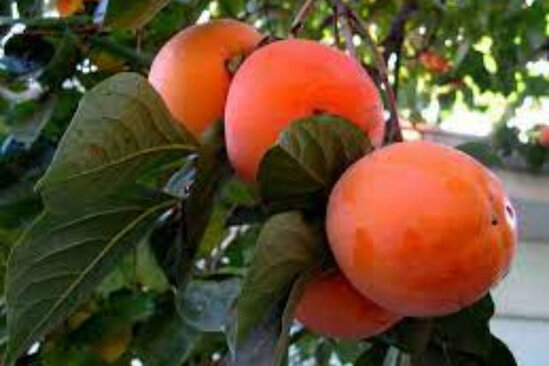 "Xırnik", yoxsa xurma? - VİDEO