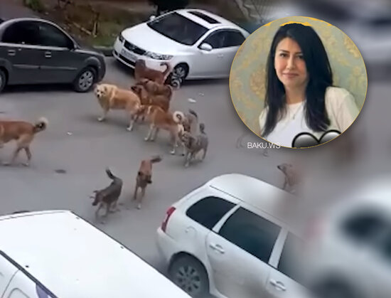 41 yaşlı qadının ölümünə küçə itləri səbəb olub? - VİDEO