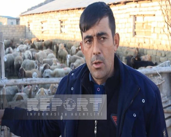 Bu rayonda iri və xırda buynuzlu heyvanlar naməlum şəraitdə tələf olur - FOTO