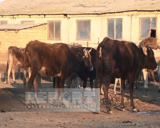 Bu rayonda iri və xırda buynuzlu heyvanlar naməlum şəraitdə tələf olur - FOTO