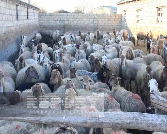 Bu rayonda iri və xırda buynuzlu heyvanlar naməlum şəraitdə tələf olur - FOTO