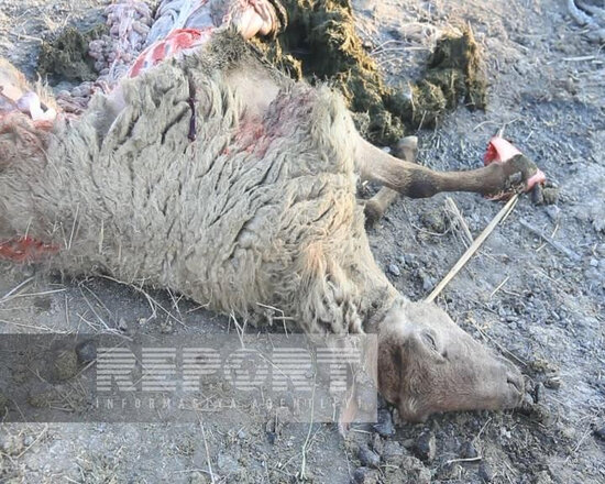 Bu rayonda iri və xırda buynuzlu heyvanlar naməlum şəraitdə tələf olur - FOTO