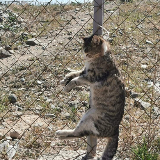 Azərbaycanda dəhşət! - Pişiklər asılaraq öldürüldü - Polisdən açıqlama - FOTO