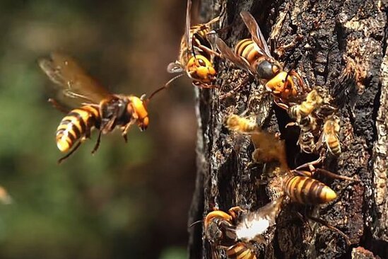 Azərbaycanda arılar kütləvi surətdə qırıla bilər