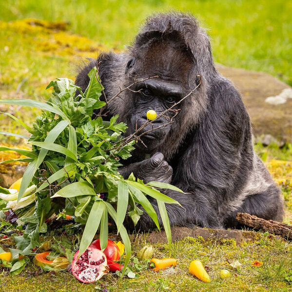 Berlin zooparkında dünyanın ən yaşlı qorillasının 66 yaşı tamam oldu - FOTO