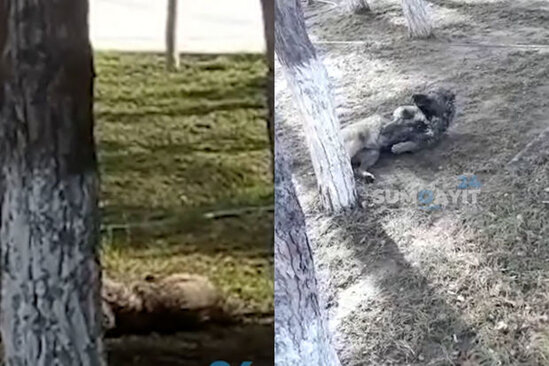 Sumqayıtda itlər zəhərlənərək öldürülür? - VİDEO