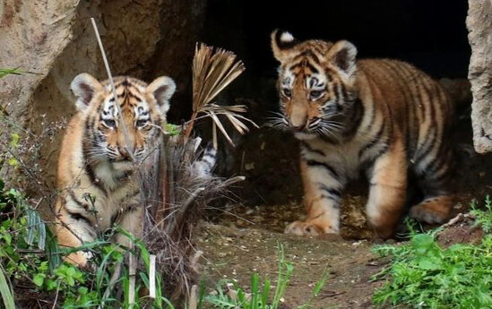 Bakı Zooparkında pələng balaları doğuldu - Adlarını siz qoyun