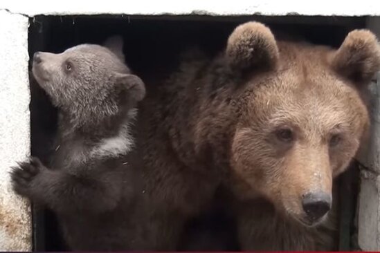 Azərbaycanda "Qırmızı kitab"a düşən iki ayı balası doğuldu - VİDEO