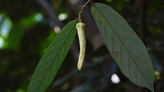 Yeni növ bitki kəşf edildi - VİDEO