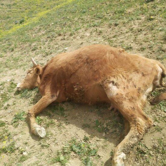 Qobustanda 10 baş inəyi "tok" vurub öldürdü - FOTO