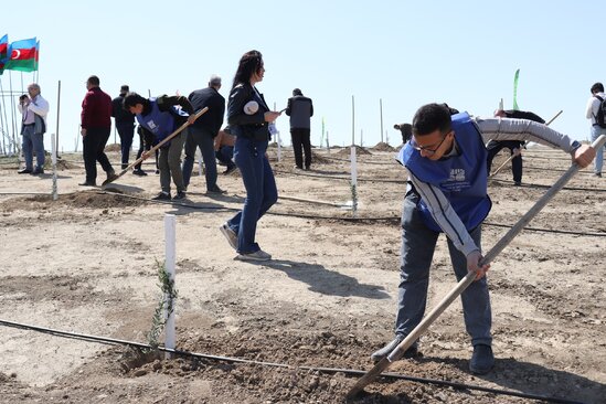 Media nümayəndələrinin iştirakı ilə ağacəkmə aksiyası keçirildi - FOTO