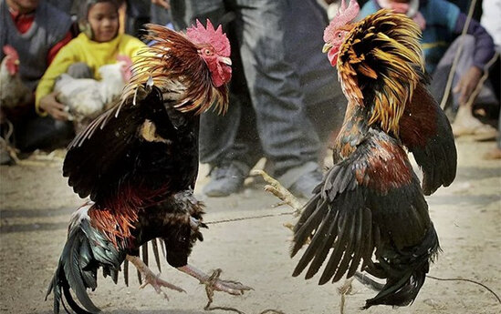 Bazarda xoruz döyüşdürən şəxs cərimələndi