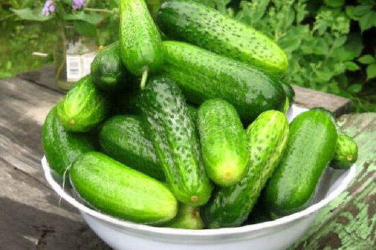 Sahədə 20 qəpiyə, paytaxtda 8 DƏFƏ BAHA: Xiyarın qiymətindəki fərqin səbəbləri - VİDEO