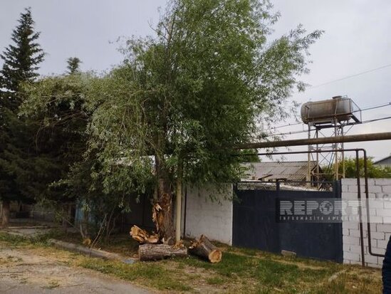Salyanda güclü külək ağacları aşırıb, elektrik xətləri qırılıb, şəhərin bir hissəsi işıqsız qalıb - FOTO