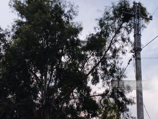 Salyanda güclü külək ağacları aşırıb, elektrik xətləri qırılıb, şəhərin bir hissəsi işıqsız qalıb - FOTO