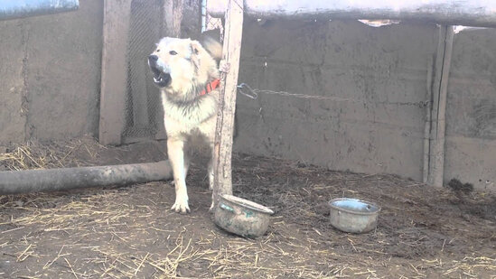 Tüfənglə çoban itini vuran şəxs saxlanıldı - FOTO